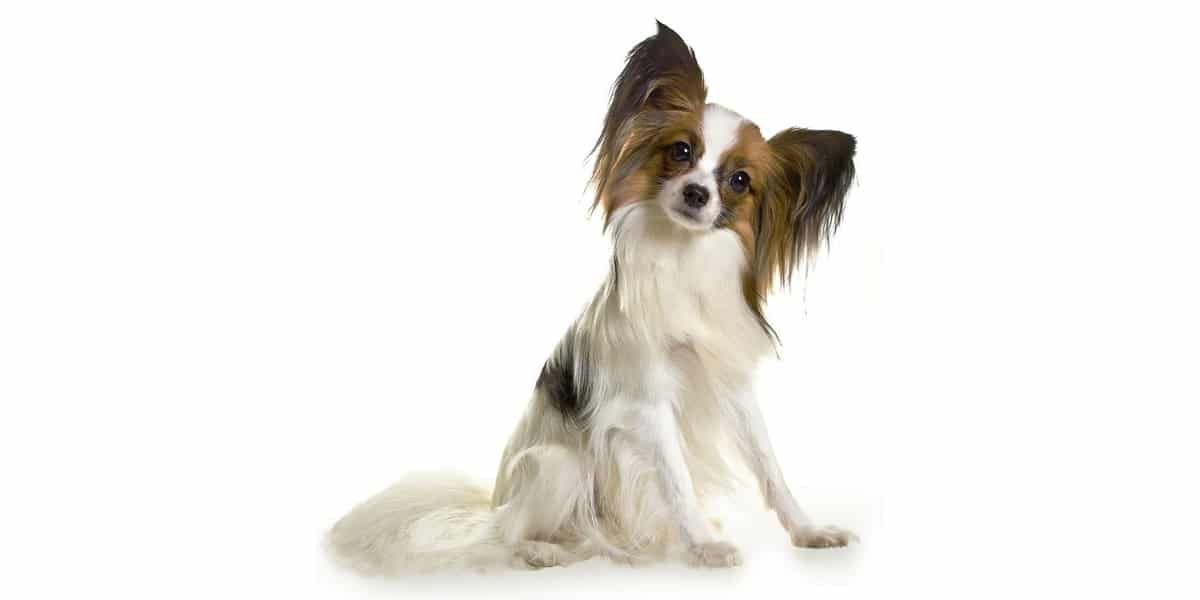 Greenfields Pet Cremation FAQs mobile hero