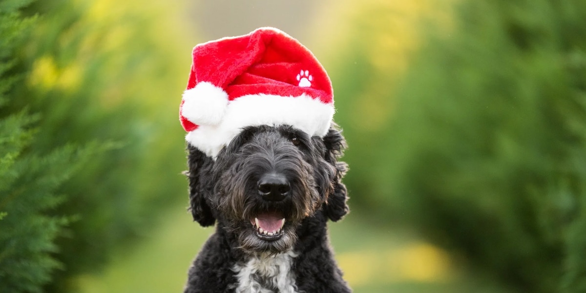 Christmas Opening Hours