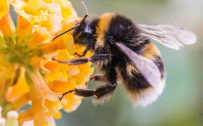 Bee sting warning