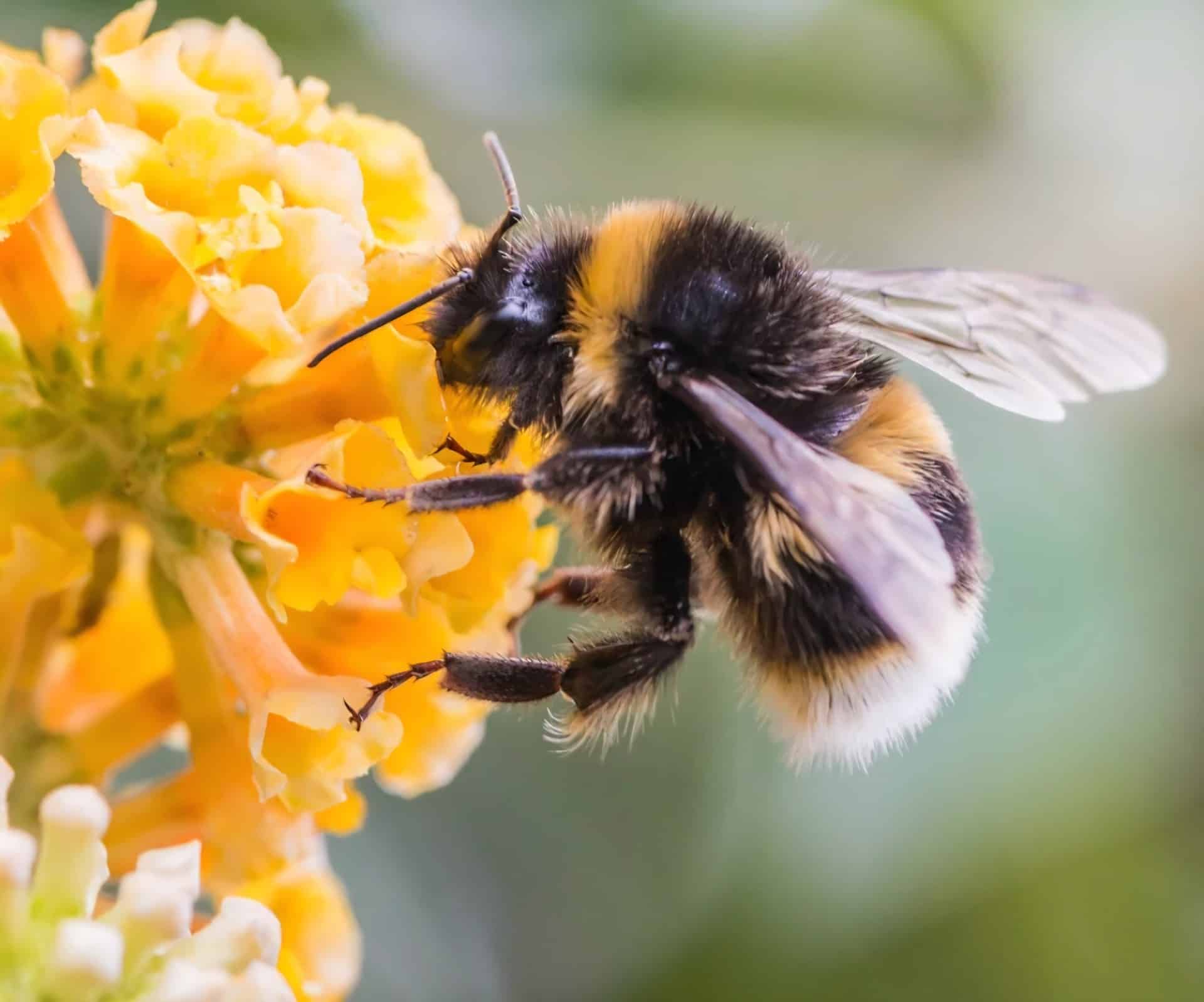 Bee stings warning