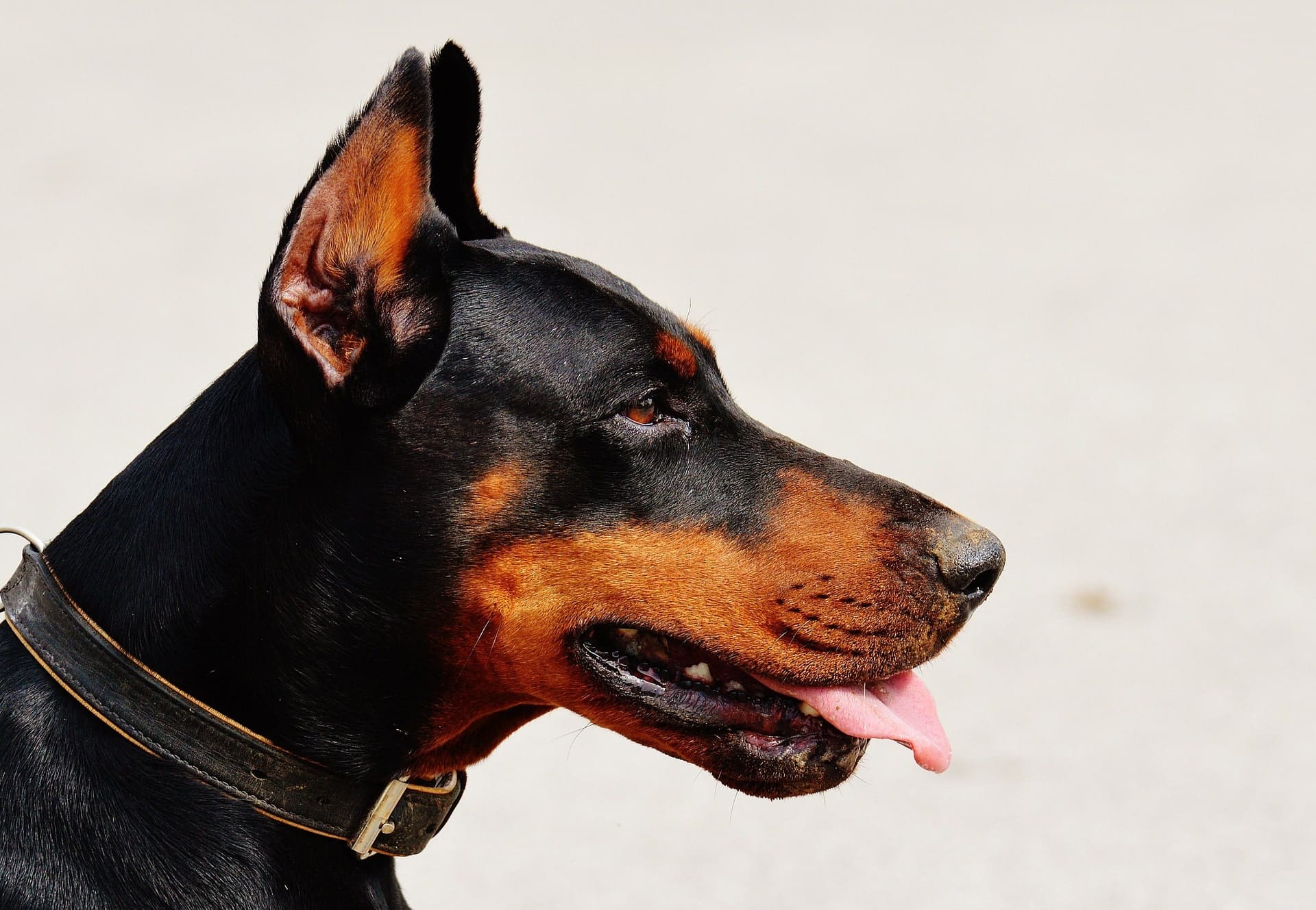Greenfields Pet Cremation Extra Large Dog