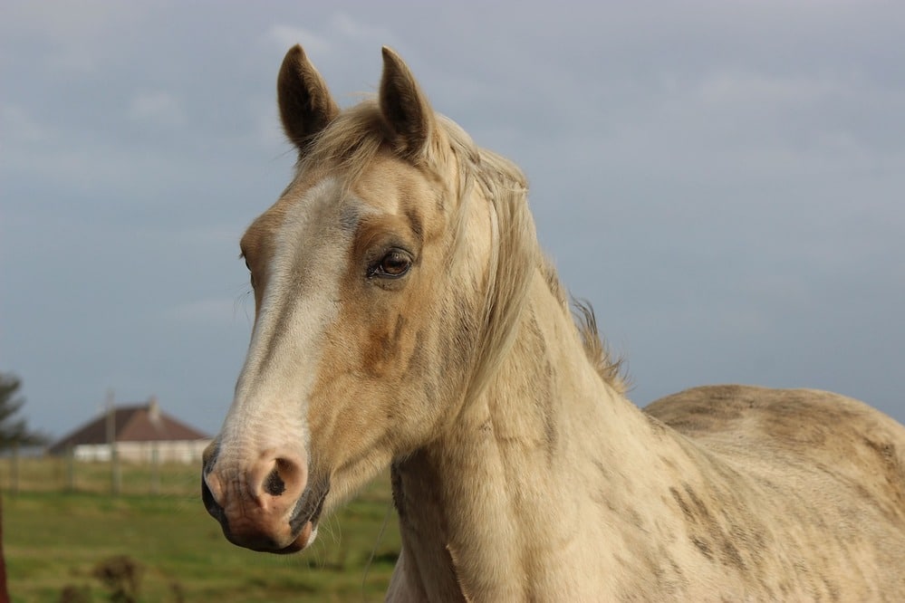 Greenfields Pet Cremation horse image