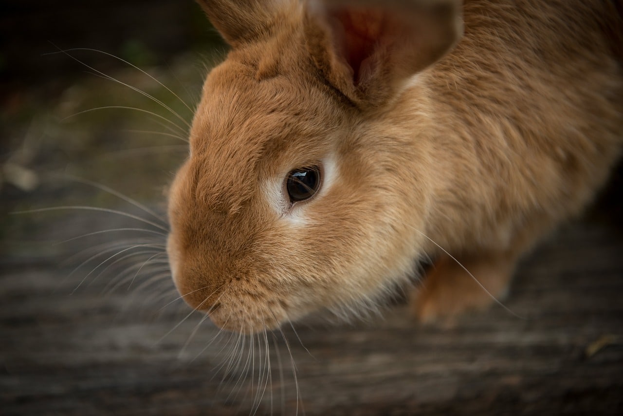 Greenfields Pet Cremation rabbit image