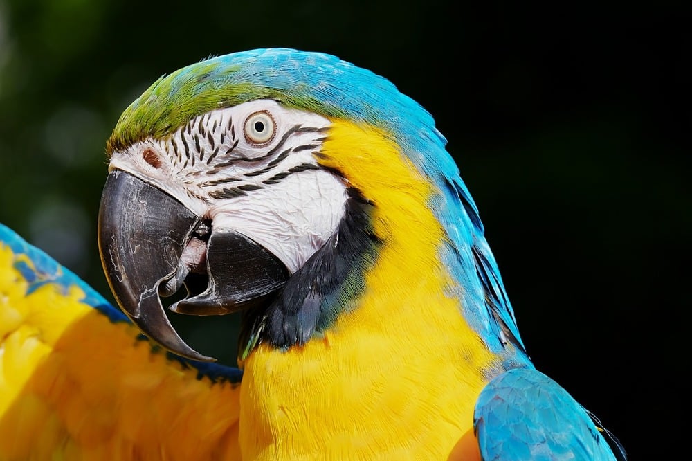 Greenfields Pet Cremation bird image